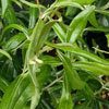 Olearia lineata 'Dartonii' x traversii